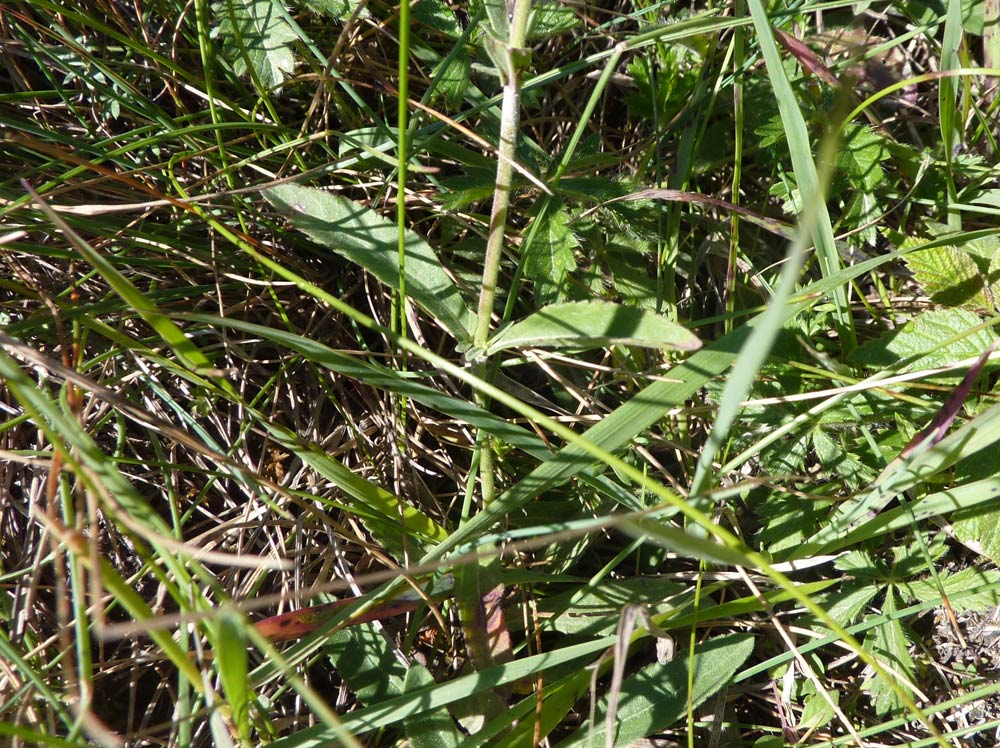 val Clavalit (AO) - Veronica spicata e V.prostrata