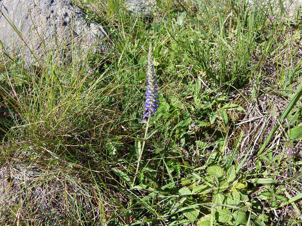 val Clavalit (AO) - Veronica spicata e V.prostrata