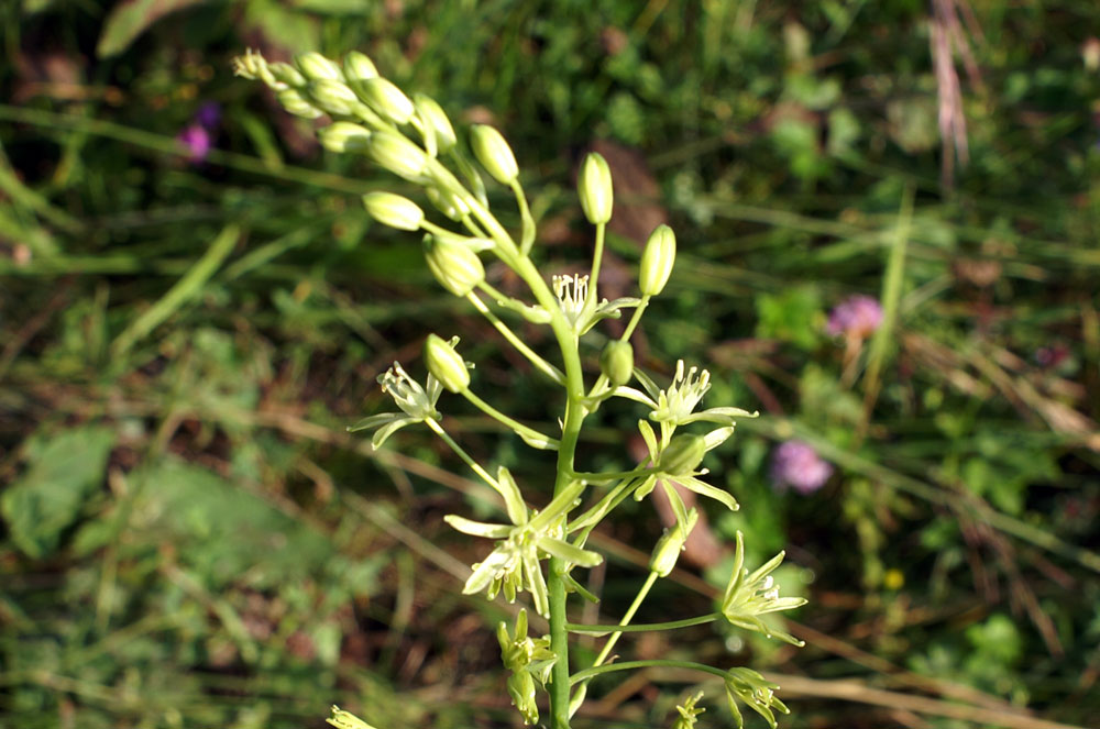 Loncomelos pyrenaicus.