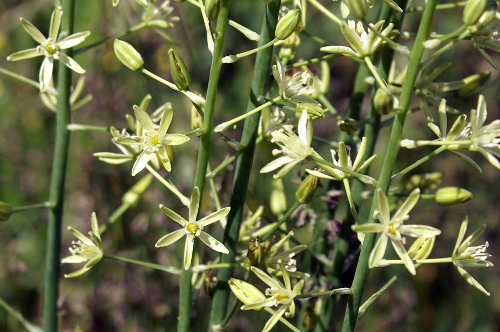 Loncomelos pyrenaicus.