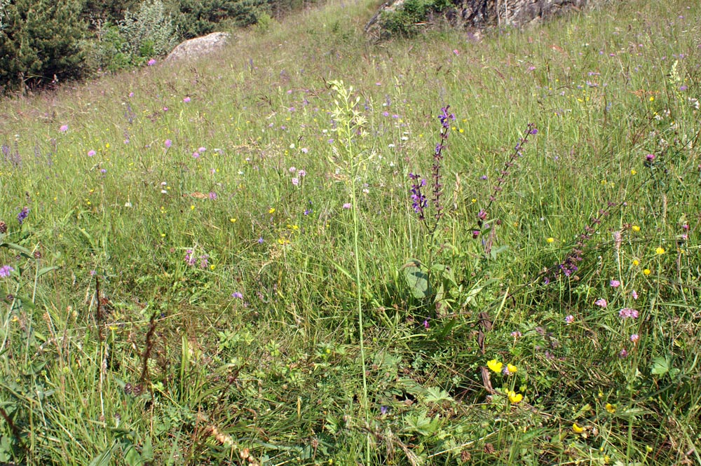 Loncomelos pyrenaicus.