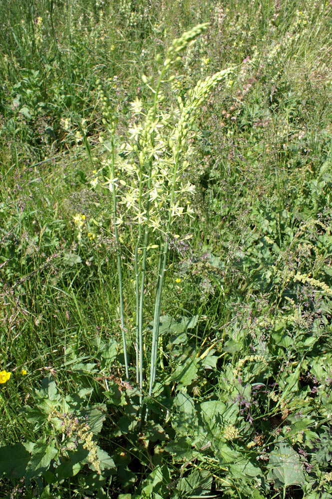 Loncomelos pyrenaicus.