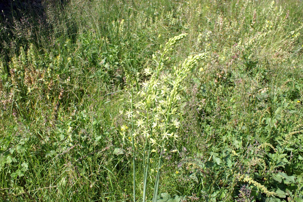 Loncomelos pyrenaicus.