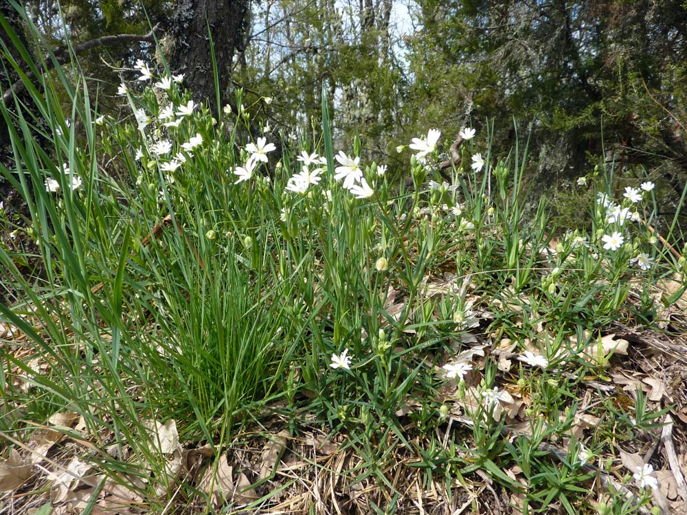 Rabelera holostea (=Stellaria holostea) e Cerastium sp.