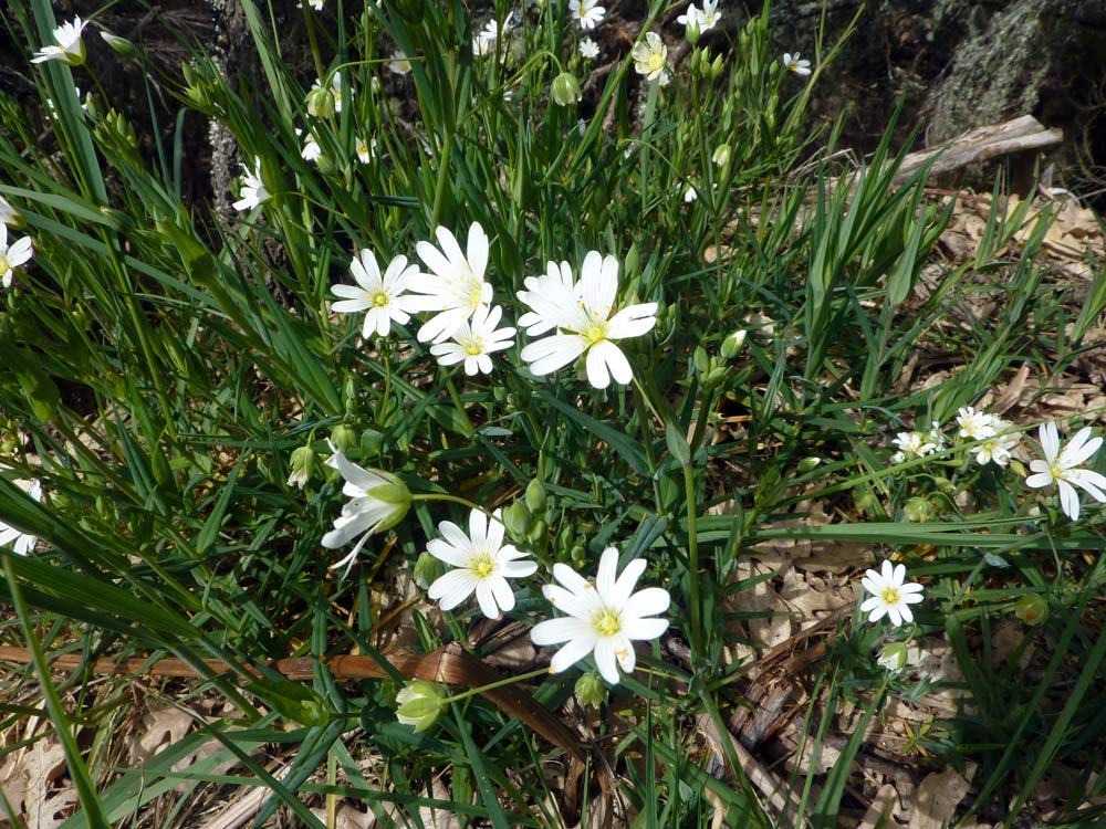 Rabelera holostea (=Stellaria holostea) e Cerastium sp.