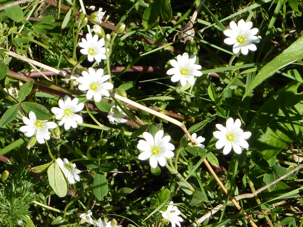 Rabelera holostea (=Stellaria holostea) e Cerastium sp.