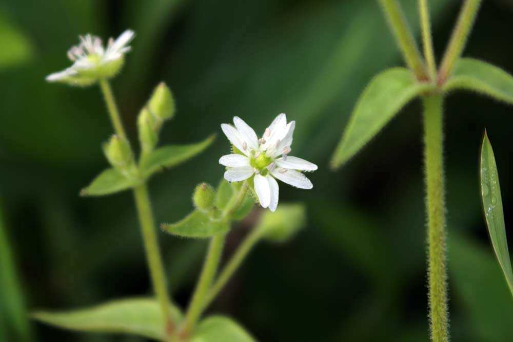 Stellaria aquatica / Centocchio acquatico