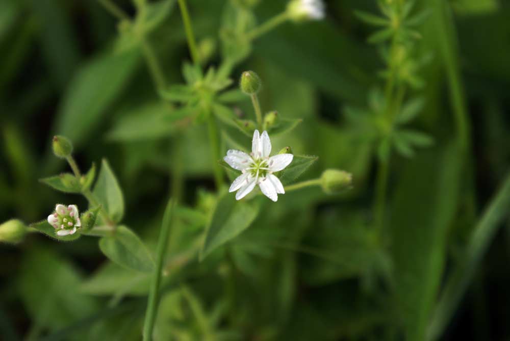 Stellaria aquatica / Centocchio acquatico