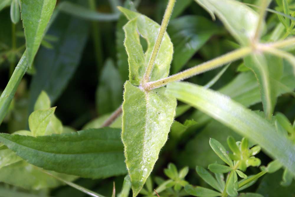 Stellaria aquatica / Centocchio acquatico