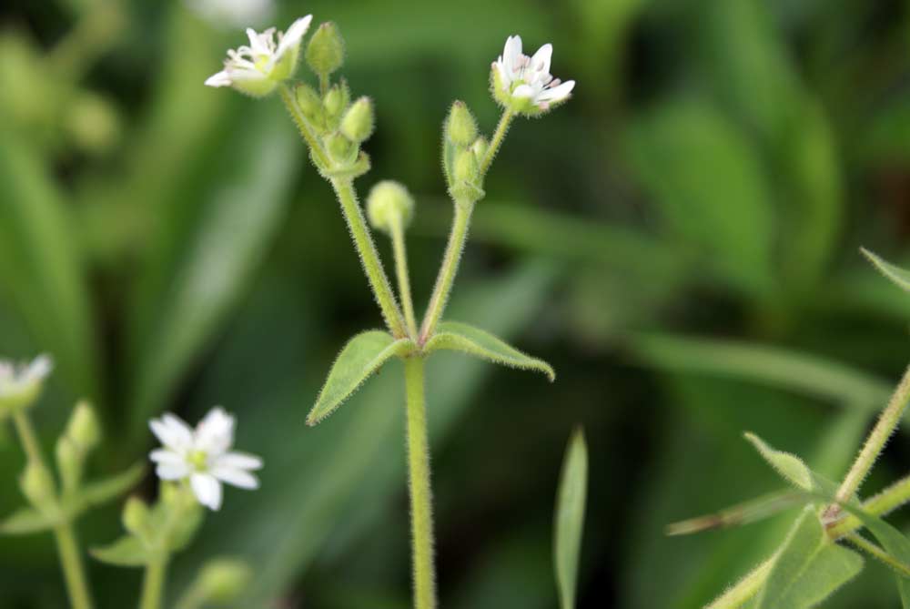 Stellaria aquatica / Centocchio acquatico