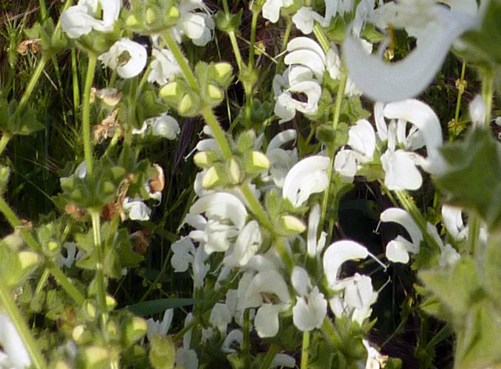 Stachys? no, Salvia cfr.ethiopis