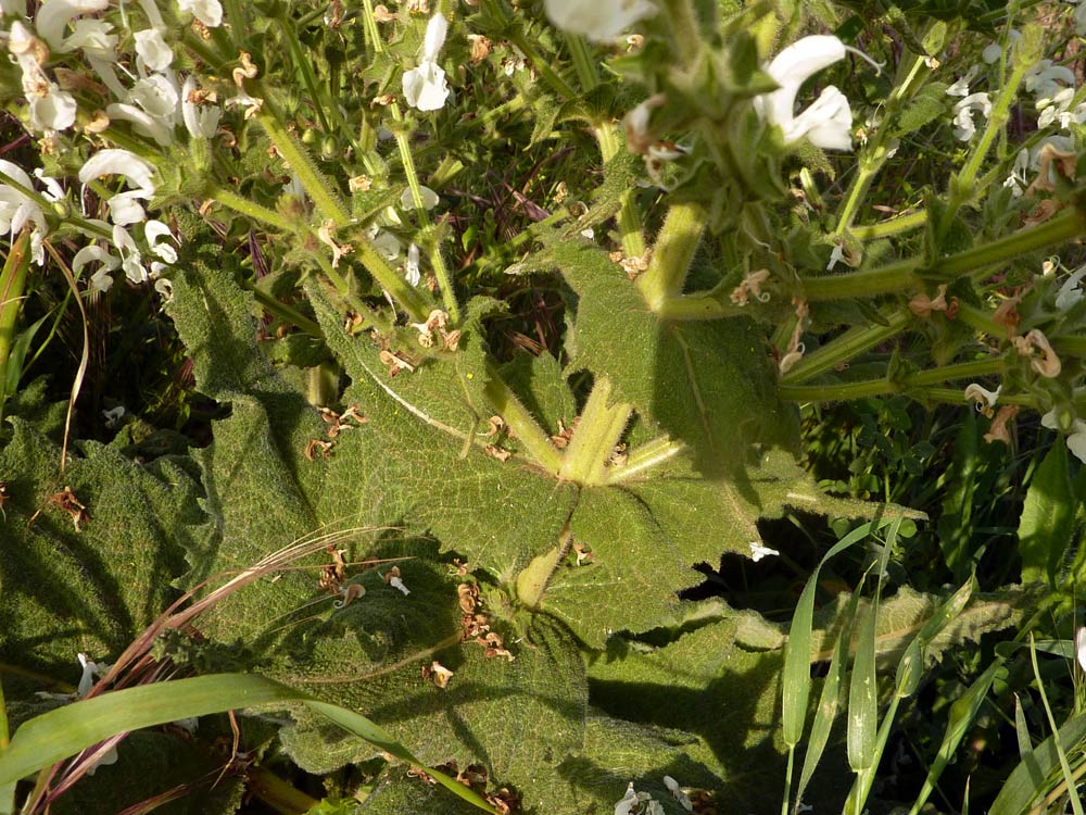 Stachys? no, Salvia cfr.ethiopis