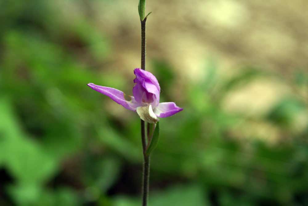 Appennino umbro - Cephalanthera rubra