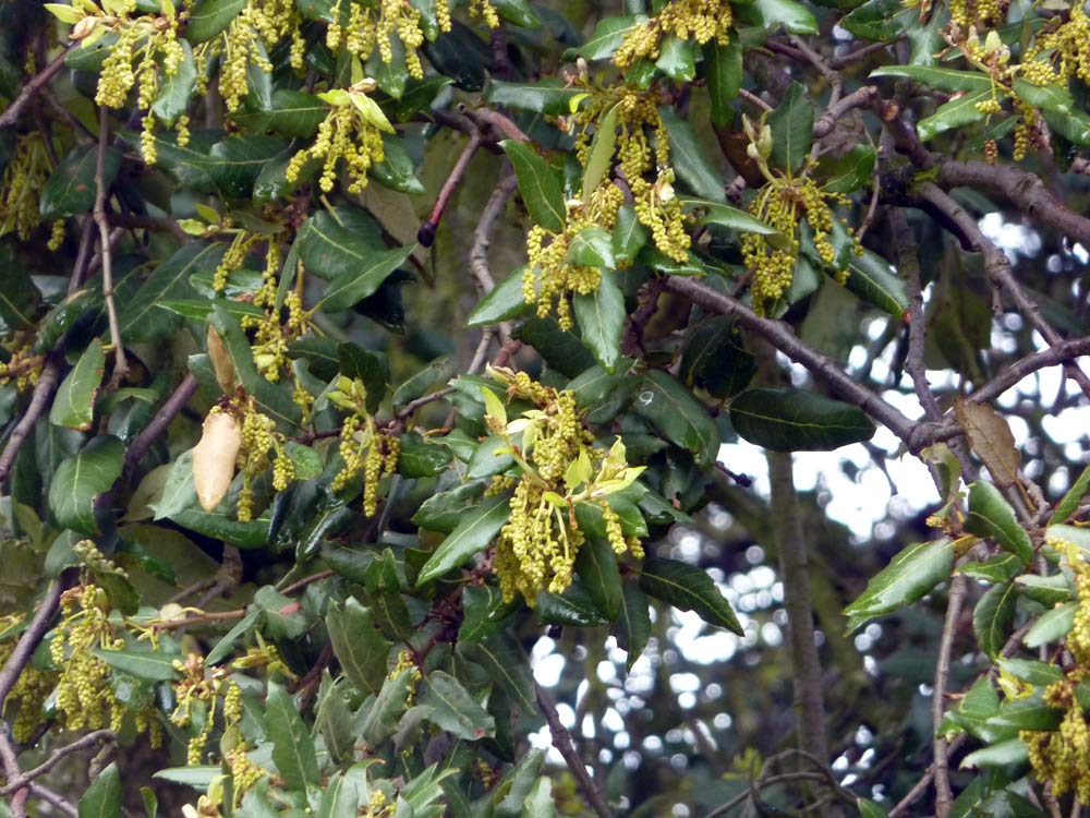 Quercus ilex / leccio