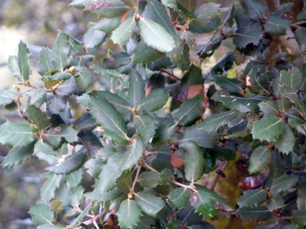 Quercus ilex / leccio