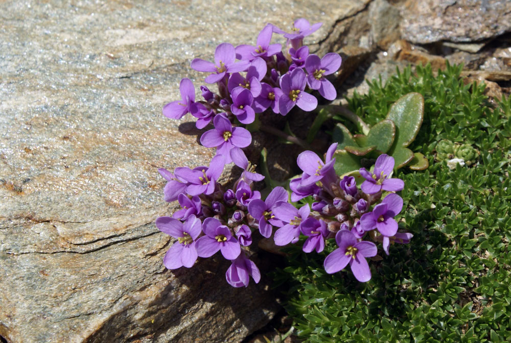 Noccaea corymbosa (=Thlaspi lerechianum) / Erba storna corimbosa