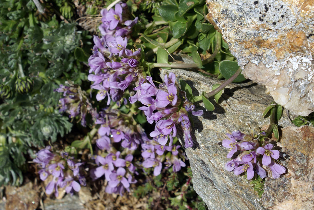 Noccaea corymbosa (=Thlaspi lerechianum) / Erba storna corimbosa