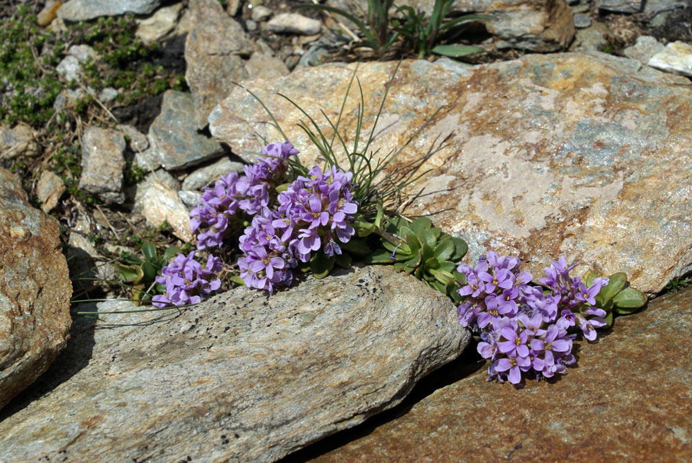 Noccaea corymbosa (=Thlaspi lerechianum) / Erba storna corimbosa