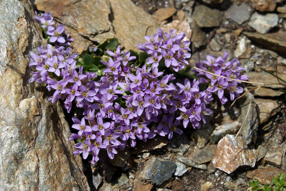 Noccaea corymbosa (=Thlaspi lerechianum) / Erba storna corimbosa