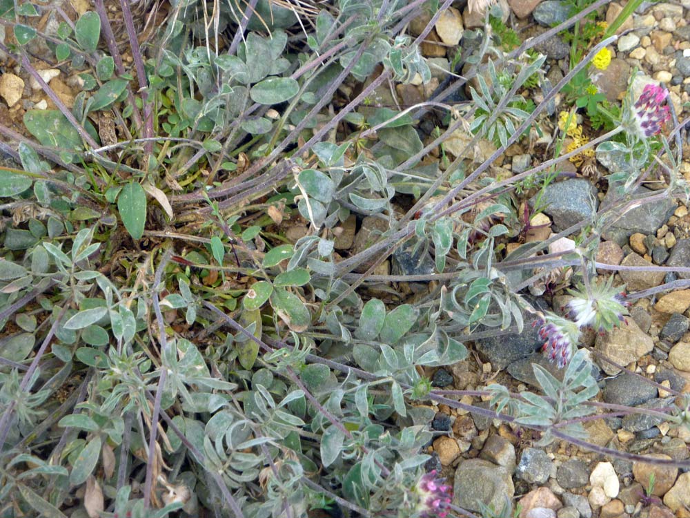 Anthyllis vulneraria ssp. rubriflora