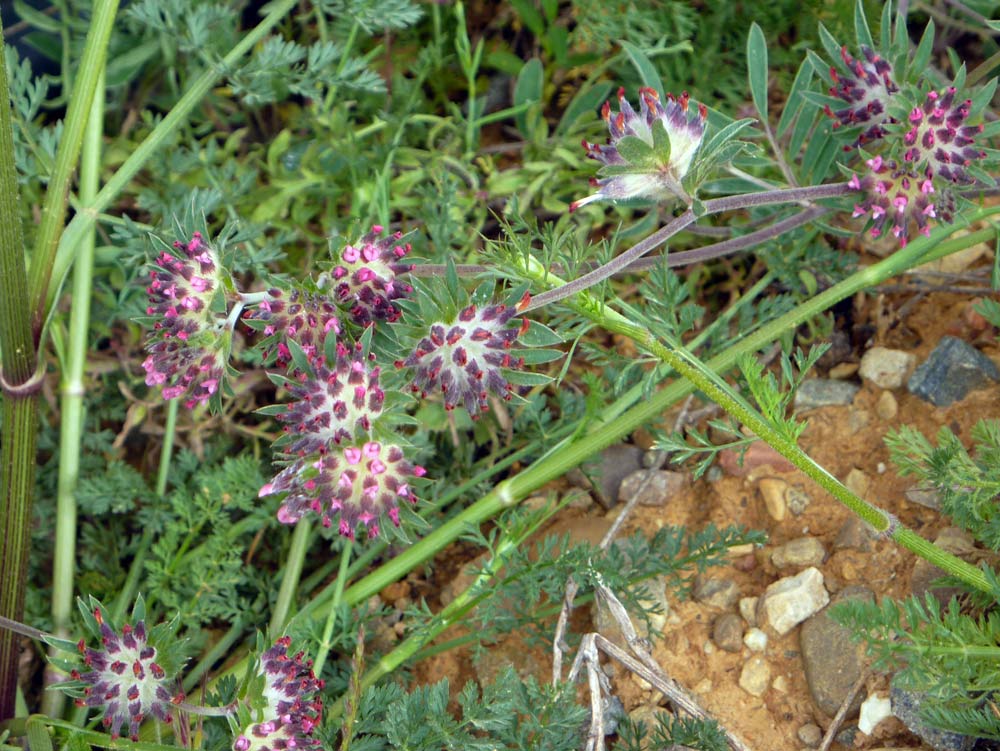 Anthyllis vulneraria ssp. rubriflora