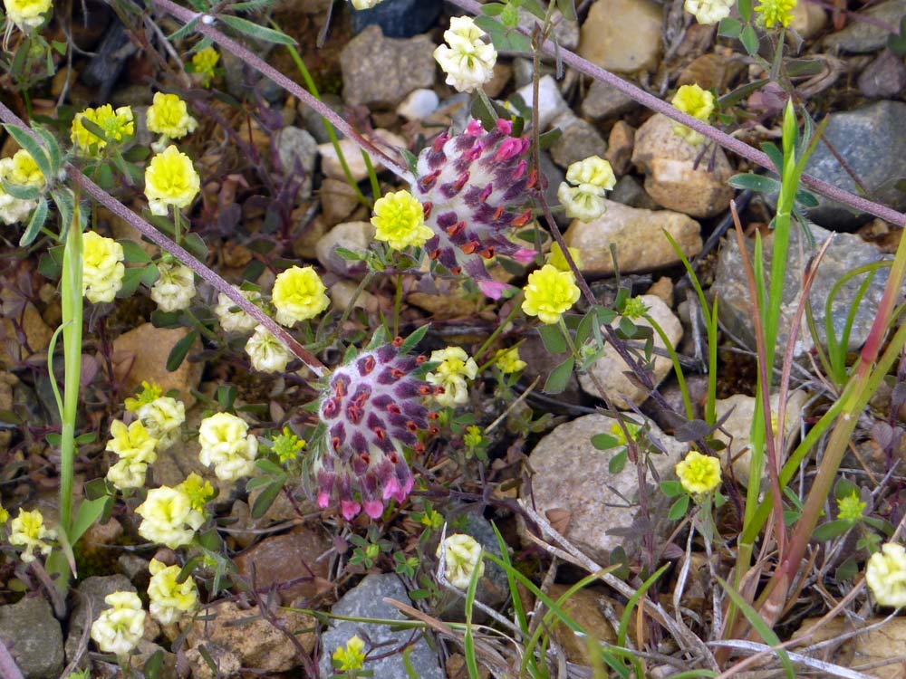 Anthyllis vulneraria ssp. rubriflora