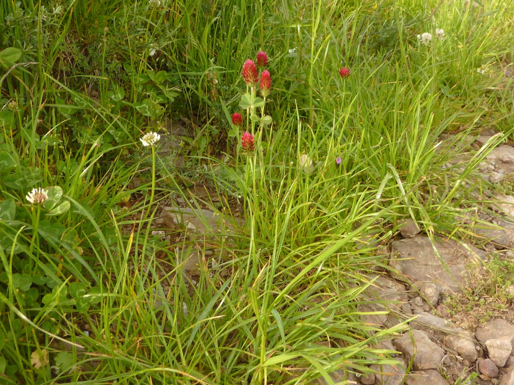 trifoglio - Trifolium incarnatum subsp. incarnatum