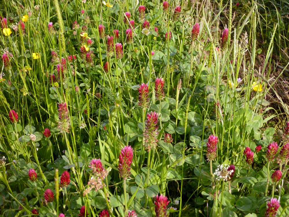 trifoglio - Trifolium incarnatum subsp. incarnatum