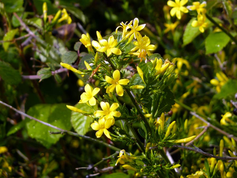 piccoli calici gialli - Jasminum fruticans