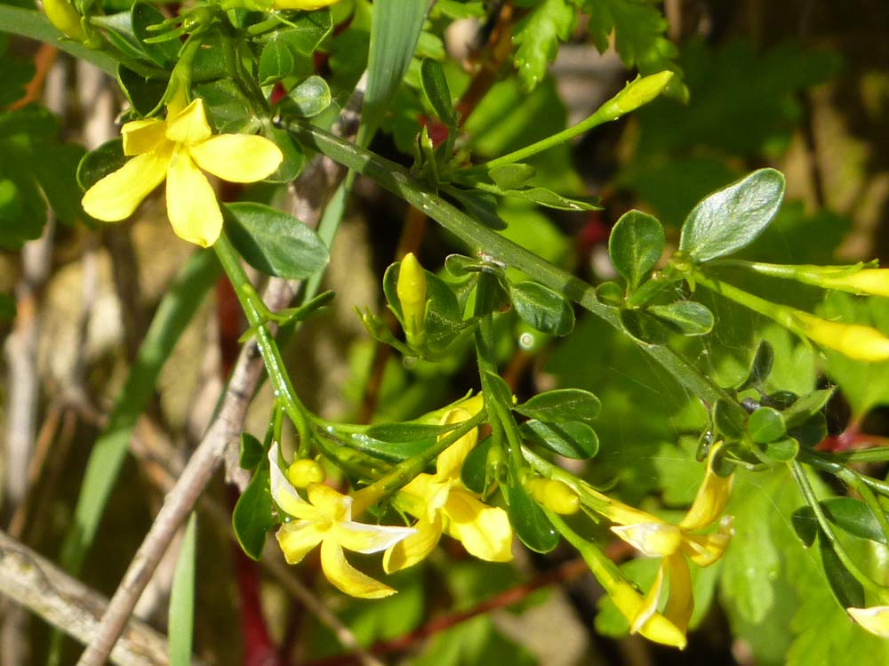 piccoli calici gialli - Jasminum fruticans