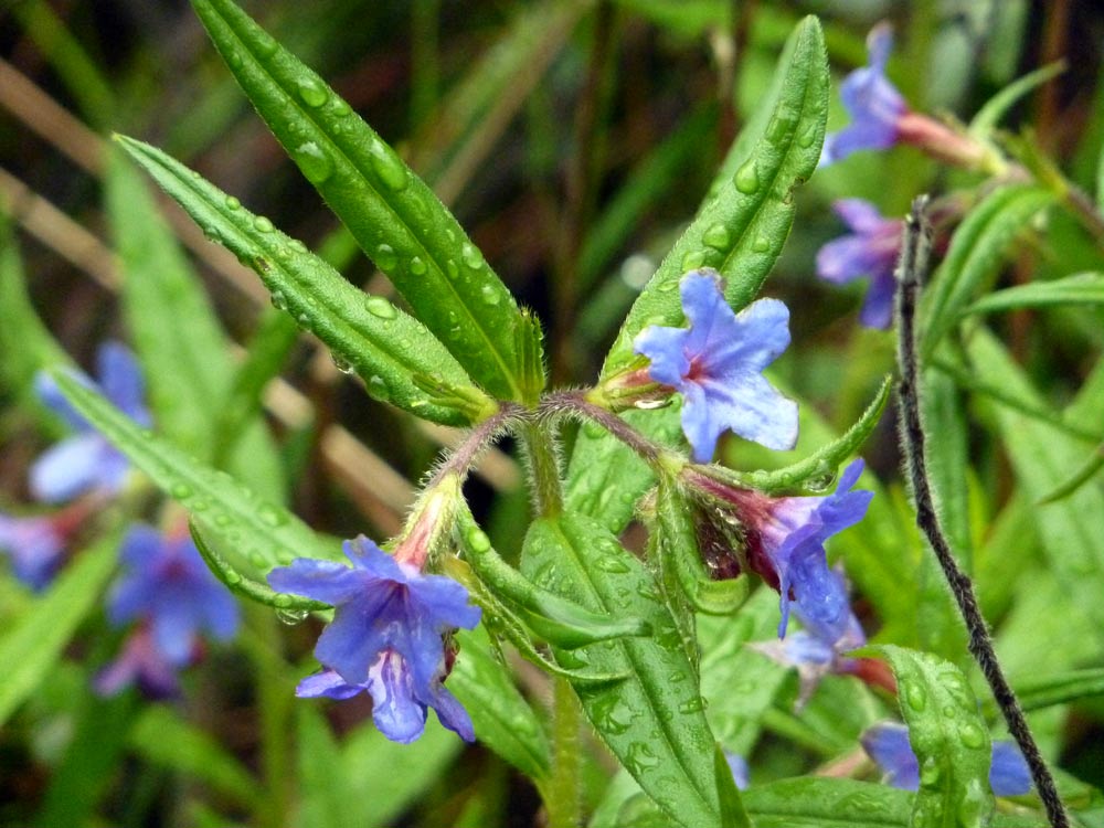 Buglossoides purpurocaereulea