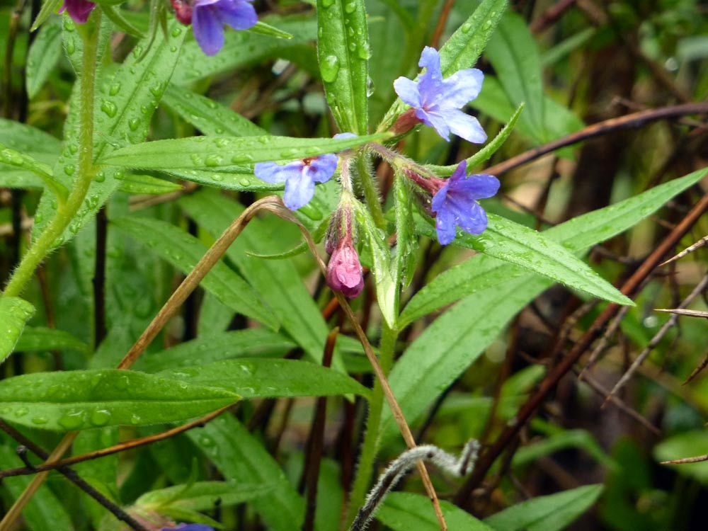 Buglossoides purpurocaereulea