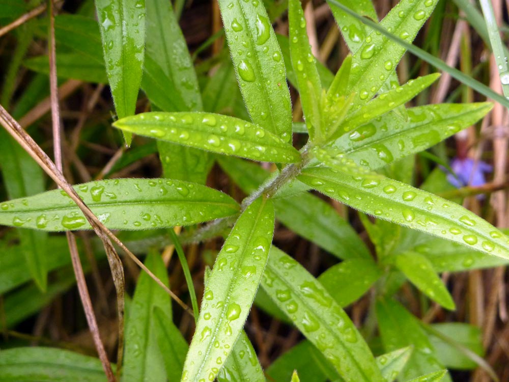 Buglossoides purpurocaereulea