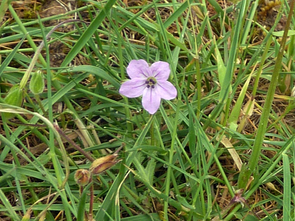 Erodium botrys / Becco di gru botri