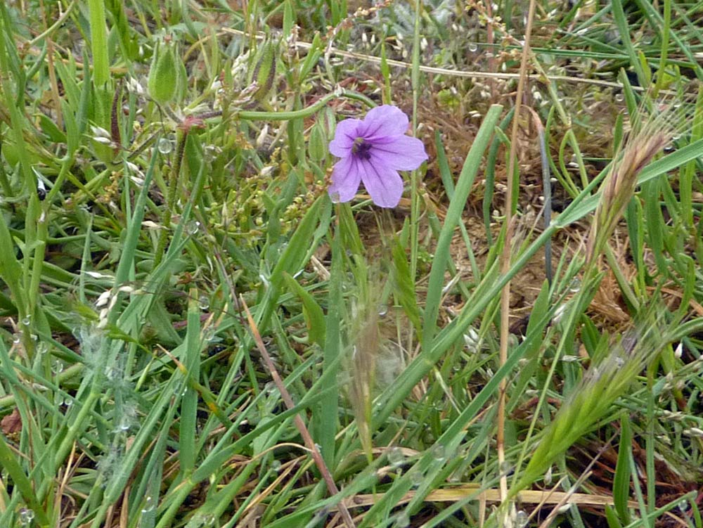 Erodium botrys / Becco di gru botri