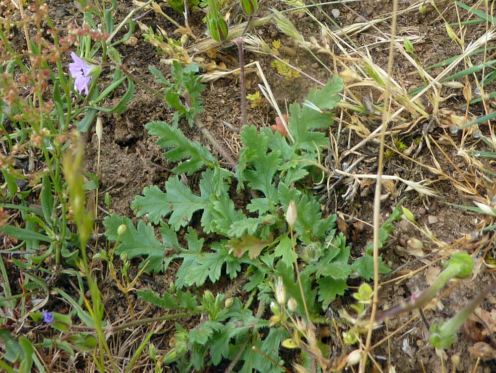 Erodium botrys / Becco di gru botri