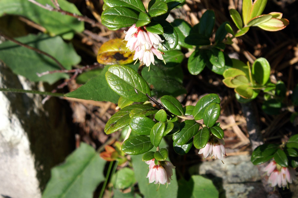 Vaccinium vitis-idaea / Mirtillo rosso