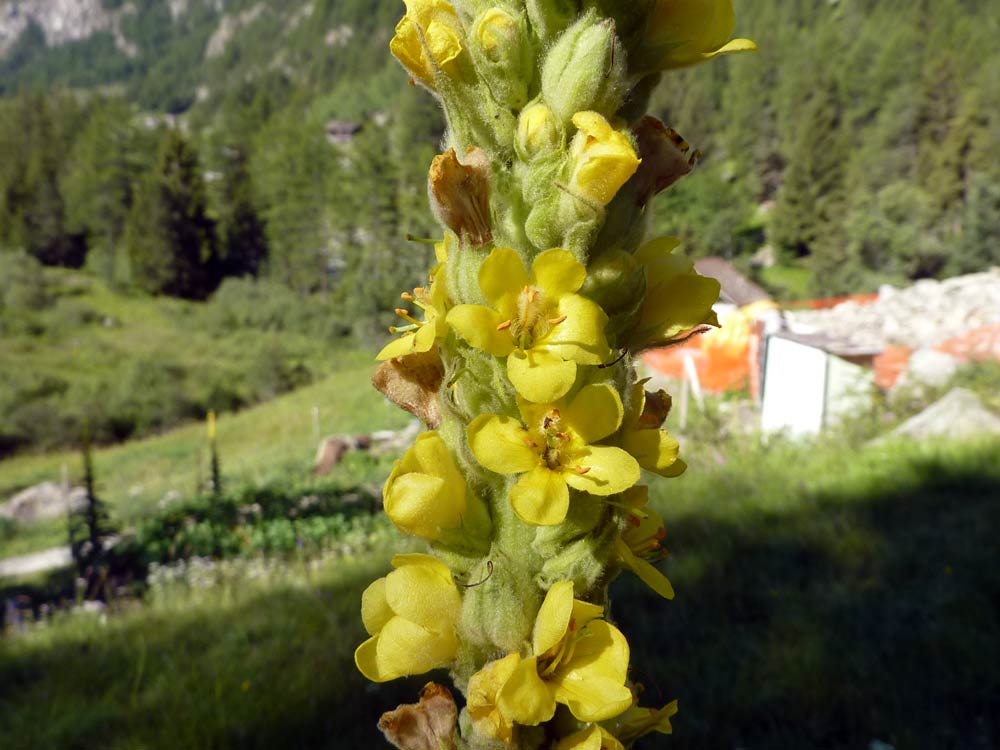 Verbascum thapsus