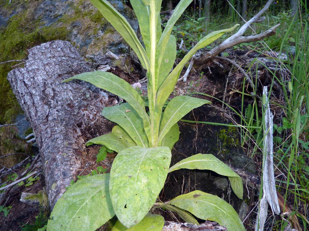 Verbascum thapsus