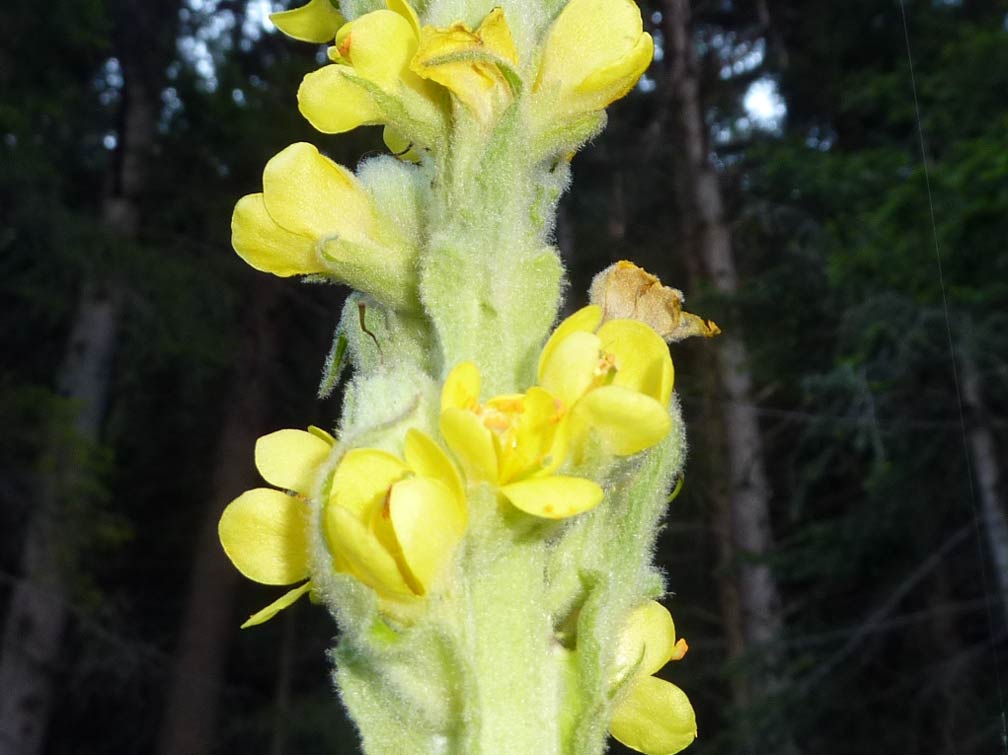 Verbascum thapsus