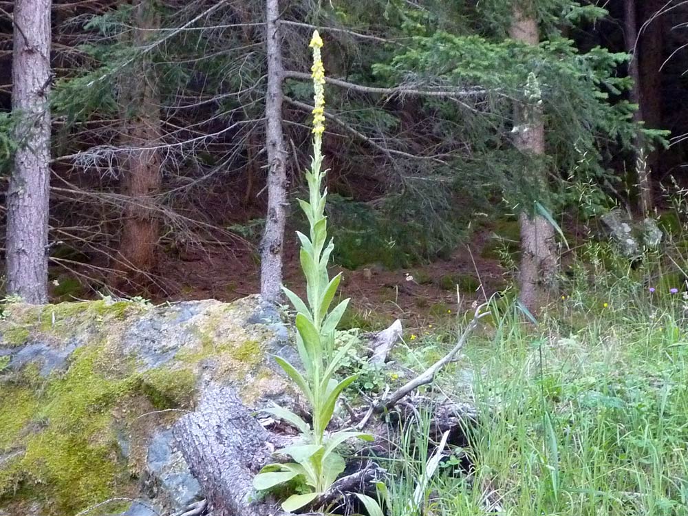 Verbascum thapsus