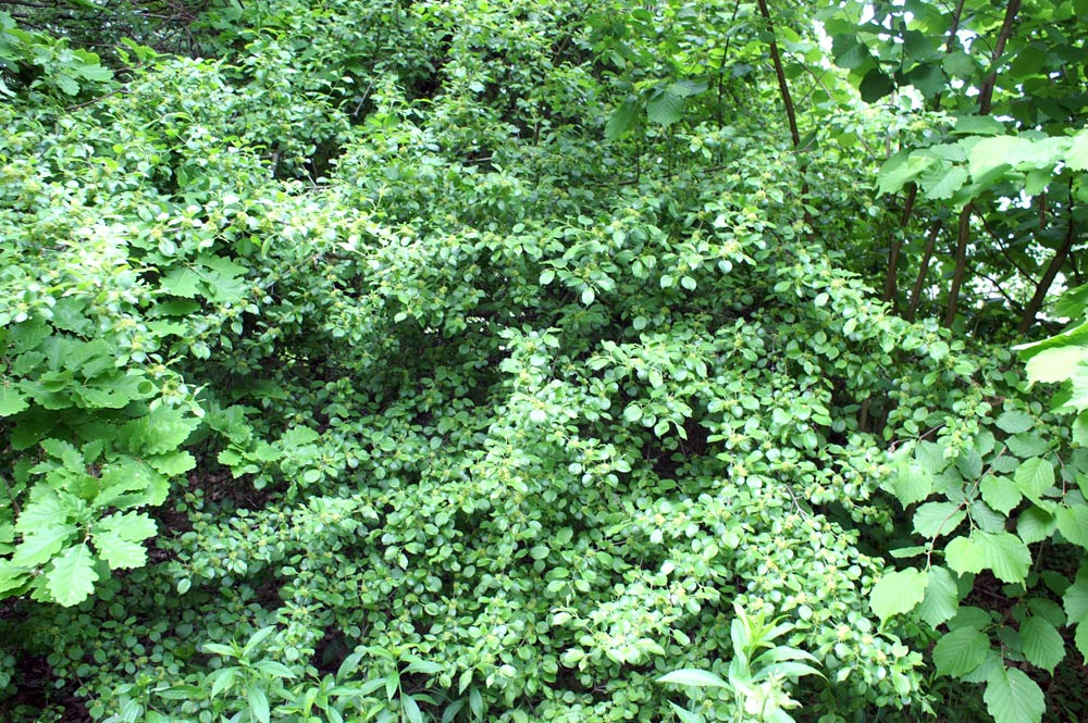 Rhamnus cathartica