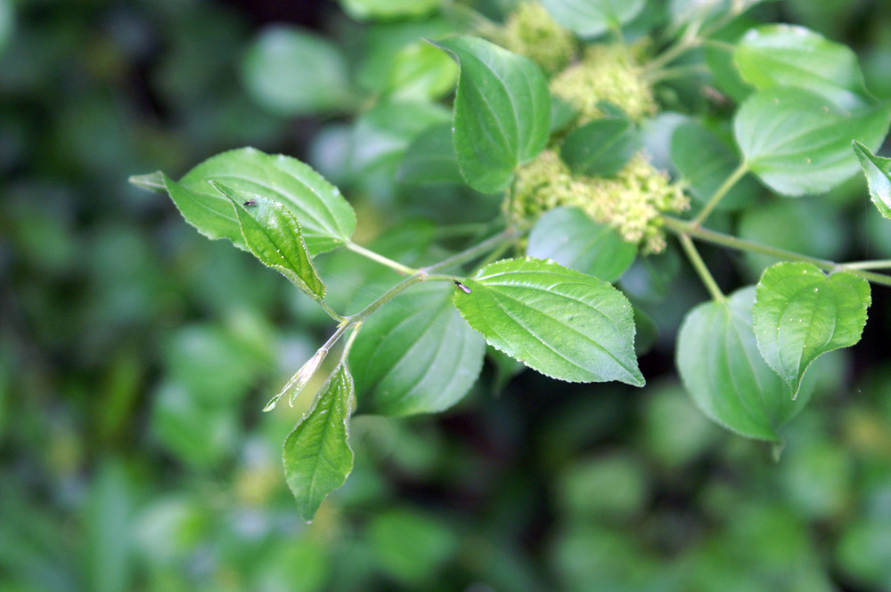 Rhamnus cathartica