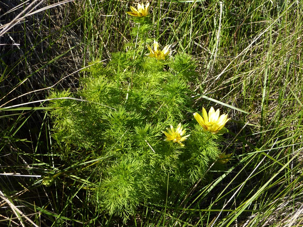 Adonis vernalis