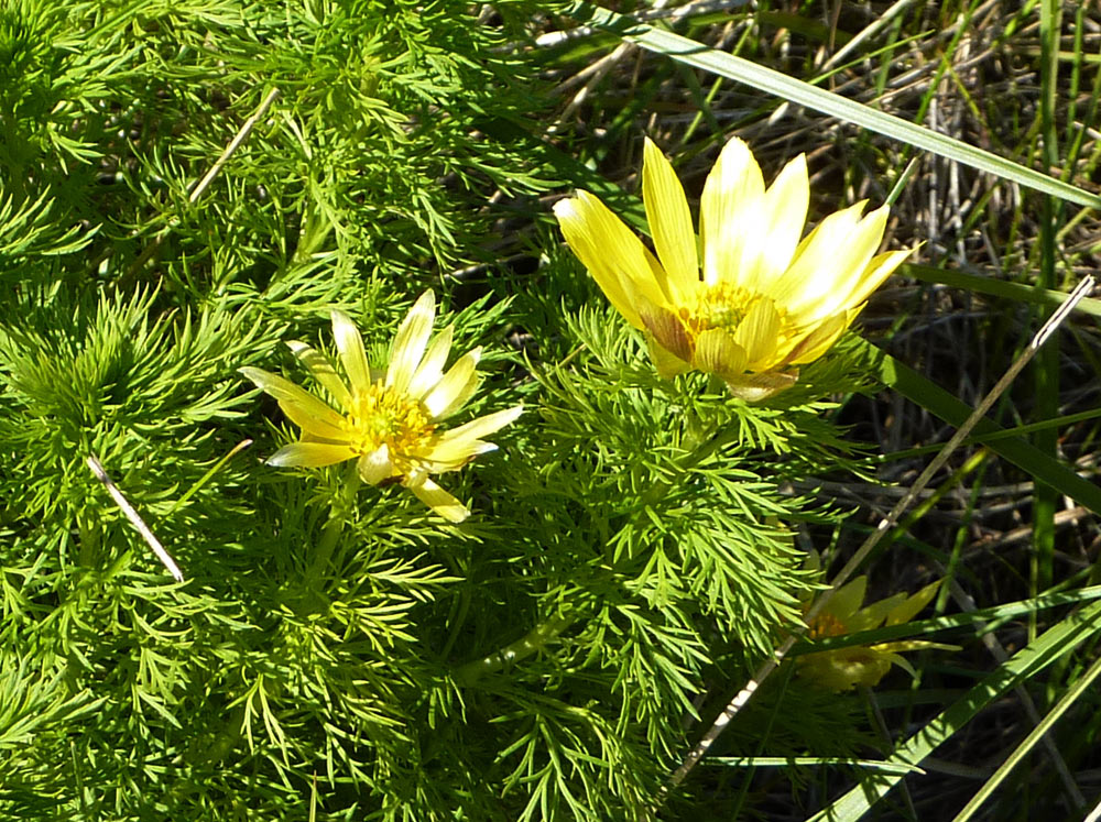 Adonis vernalis