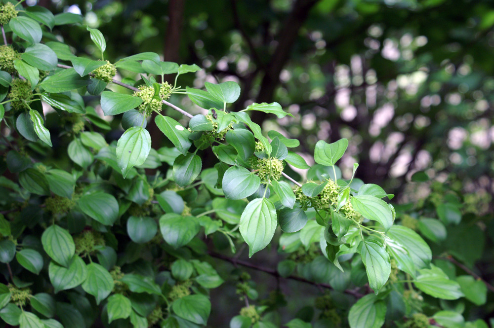 Rhamnus cathartica