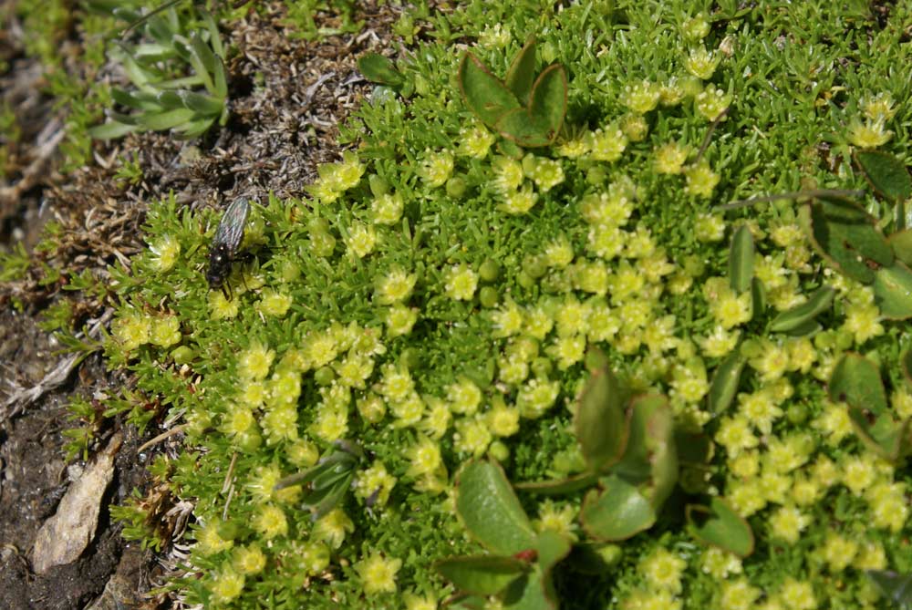 Cherleria (=Minuartia) sedoides / Minuartia sedoide