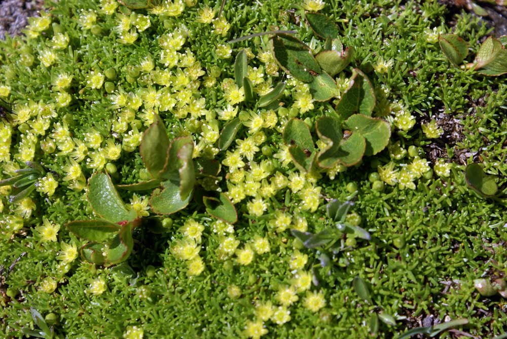 Cherleria (=Minuartia) sedoides / Minuartia sedoide