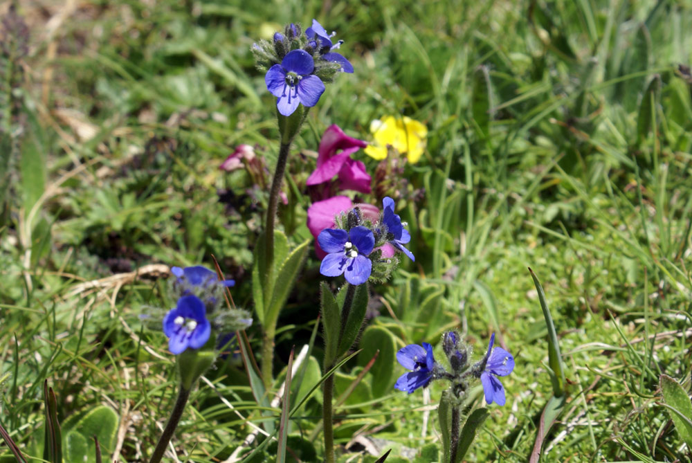 Veronica bellidioides