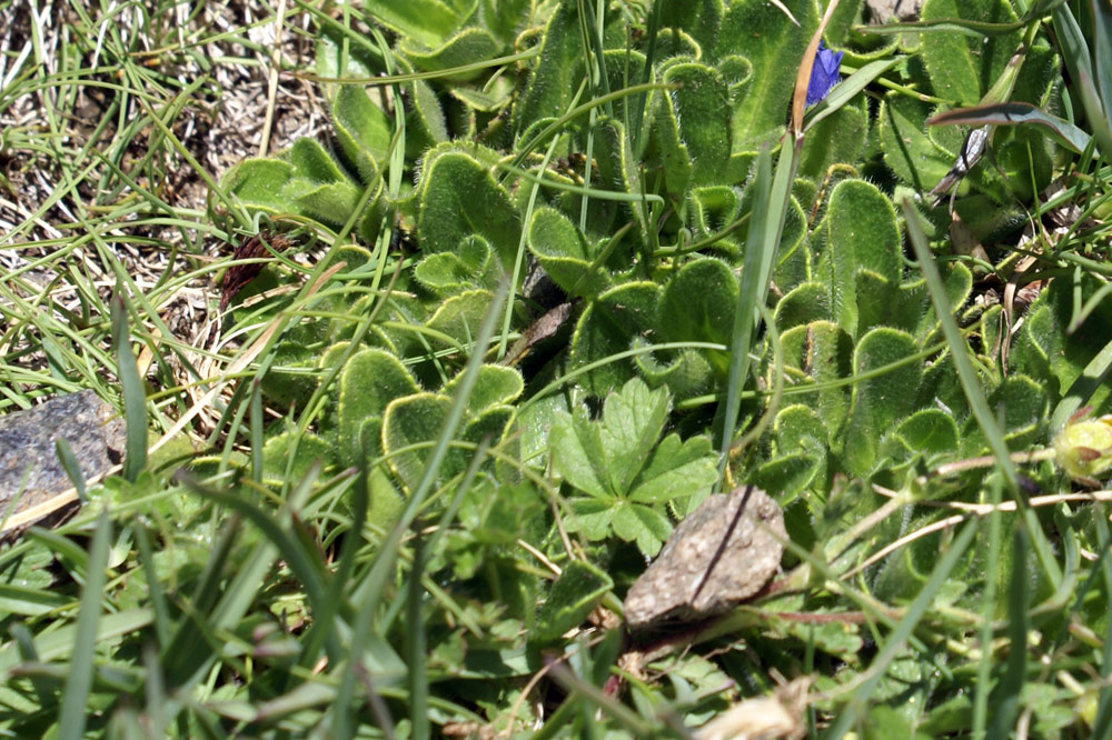 Veronica bellidioides